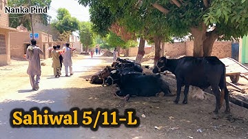Beauty of Sahiwal 5/11-L Village || Historiologist || Punjab || Gakhar Village