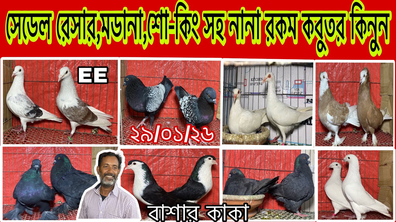 সেডেল রেসার,মডানা,শো-কিং সহ নানা রকম কবুতর কিনুন।বাশার কাকা