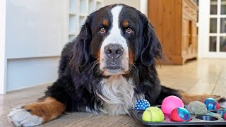 Bernese Mountain Dog tries Brain Games. How smart is he?