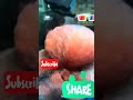 Amazing fish video 2023 | Funny video | Animal videos #shorts #youtubeshorts #viral #youtubeshorts