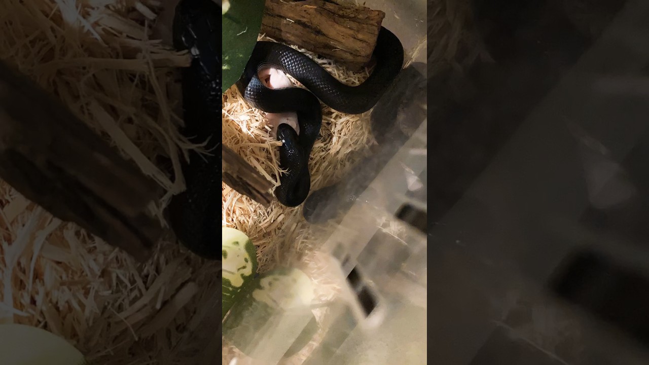 Timelapse of Mexican Black Kingsnake eating a fuzzy mouse