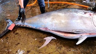 Perfect Cutting Skills for Super Huge Bluefin Tuna On-Site