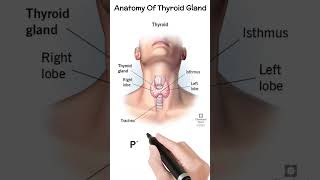 Anatomy Of Thyroid Gland. #biology #neet