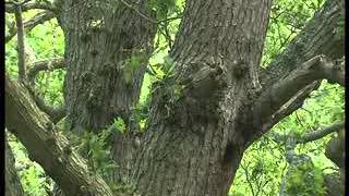 BBC Springwatch 2014 - Episode 10 Part 1