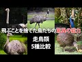 飛ぶことを捨てた鳥たちの驚異の能力！走鳥類5種比較【美里オーストリッチファーム】#animals