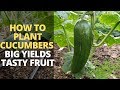 How to Plant Cucumbers for BIGGER Harvest & DELICIOUS Fruit