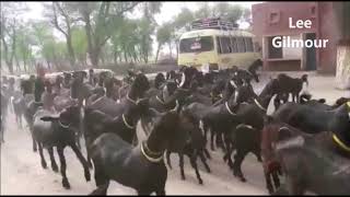 The Scottish talking animals - THE GLASGOW GOATS