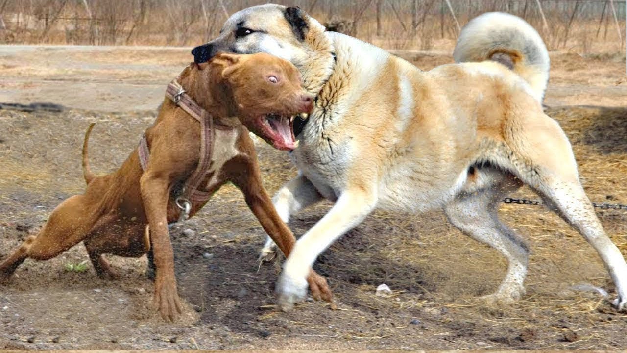 Собаки против видео. Питбуль против кангала. Бои собак турецкий кангал и алабай. Кангал собака vs питбуль.