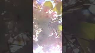 Cherry Blossoms#nature#spring#china#chineseuniversities#travel#trending