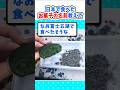 【2ch面白いスレ】美人旅行者「日本で食べた思い出のお菓子の名前教えて」 #2ch #料理 #5ch #なんj #旅行