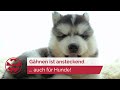 Gähnt der Hund - gähnt auch das Herrchen/ Frauchen | Welt der Wunder