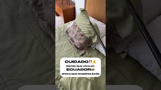 ⚠️ALERTA⚠️ por junio vienen estas plagas en Ecuador