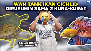 WADUH!! 2 KURA-KURA INI NGERUSUH SEISI TANK IKAN HIAS CICHLID, APA YANG SELANJUTNYA TERJADI? (Vlog)