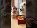 ワンちゃんと赤ちゃんがおせちを食べる👶 #赤ちゃん #犬 #baby #dog #cute #pets