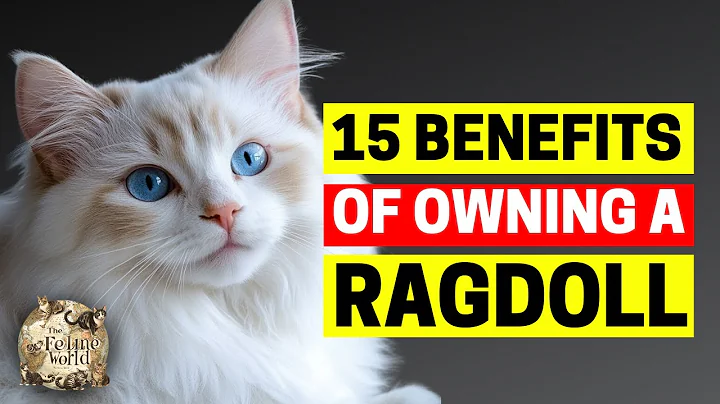 Video 11758191: amazing cat, cat family