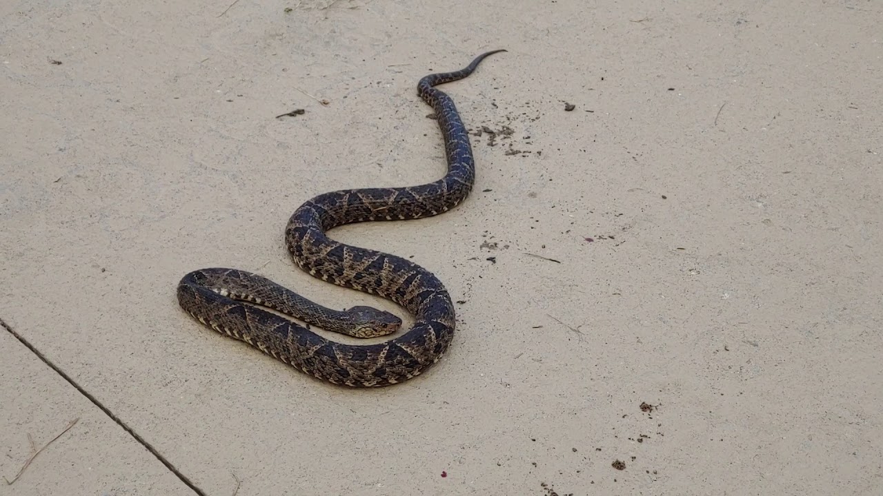 Serpiente Barba amarilla YouTube