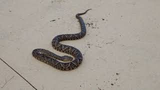 #Serpiente Barba amarilla