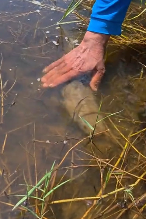 Catfish are very difficult to catch #cacconvat #docla #fishing