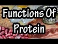 Funktionen Von Proteinen Im Körper Wie Der Körper Proteine Verwendet Bedeutung Von Proteinen