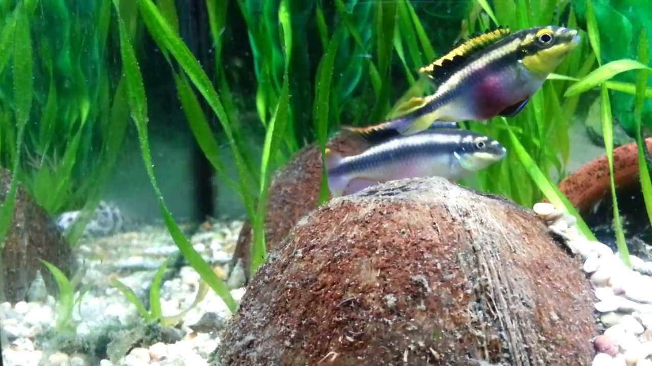 Breeding pair of kribensis laying egss.