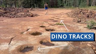 Hike Along These Dinosaur Tracks in Colorado