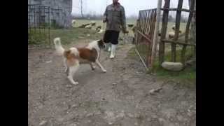 ABORIGINAL SAGE MAZANDARANI - Shepherd dogs of Iran