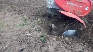 Как пашет культиватор Пуберт АРО