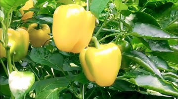 panen cabai paprika green house