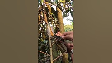 kỹ thuật ghép áp cành kiểu mới, 1 phát ăn ngay #shorts