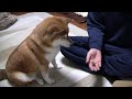 ちょいちょい笑わせてくれる柴犬