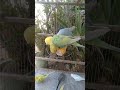 🛍️日本で買えるインコ用品レビュー🐦✨ #おすすめ 🛍️