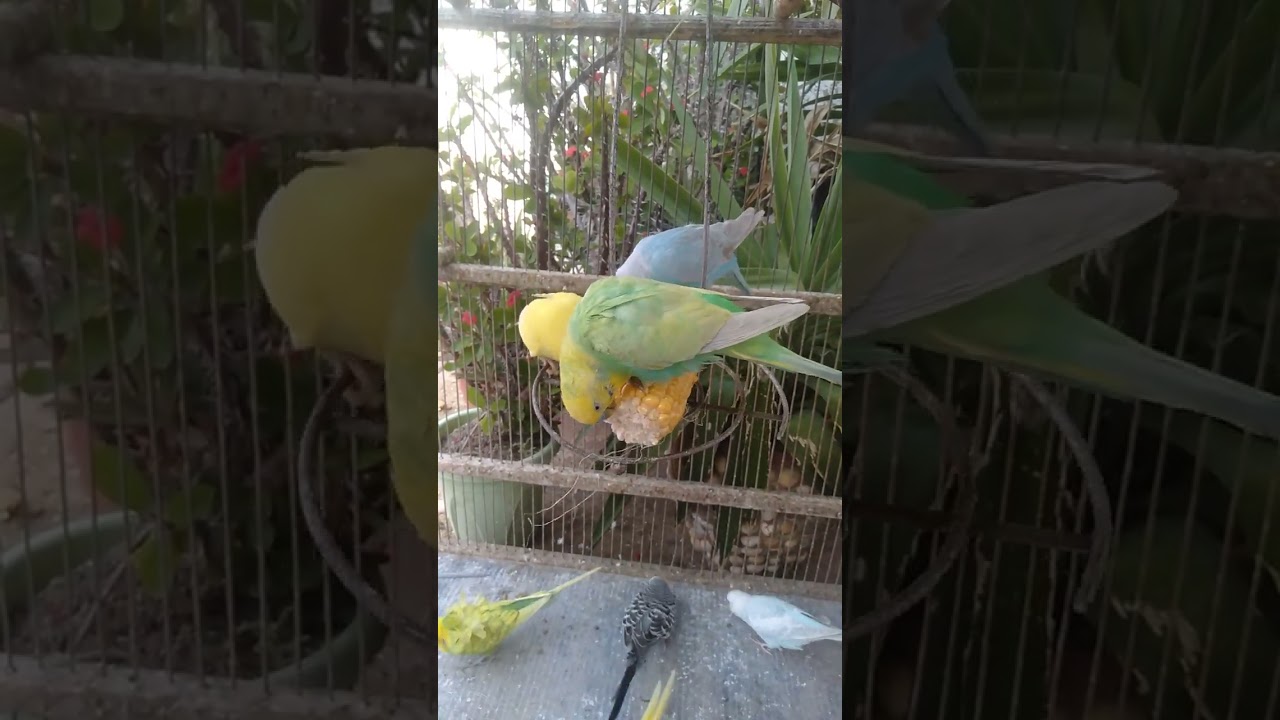 🛍️日本で買えるインコ用品レビュー🐦✨ #おすすめ 🛍️