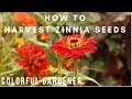 How To Save Zinnia Seeds🌸/ Colorful Gardener