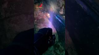 💥 Pinto en una grieta... #shorts #short #pescasub #spearfishing #fishing #fish #ocean