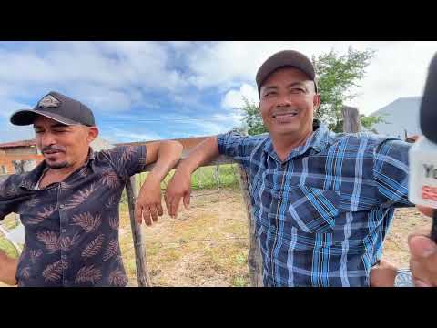 Feira de Gado em São José da Tapera - AL 28 - 03 - 2026 #nordeste 