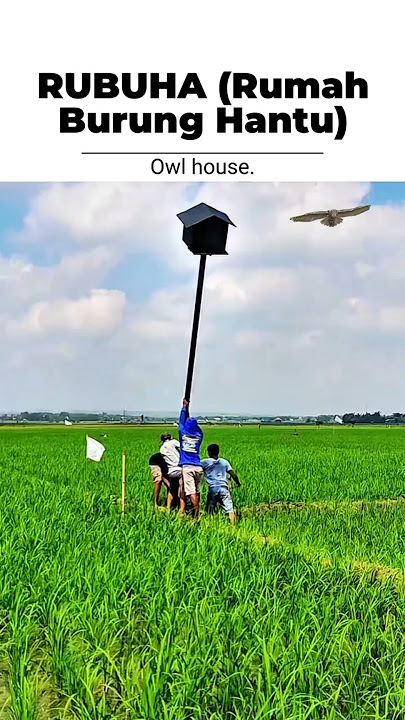 RUBUHA (Owl House): Owl house.