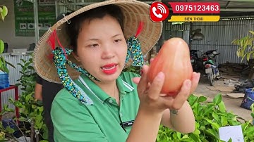 Mận hồng mst trái to giòn ngọt kinh tế cao nhanh trái dễ trồng và chăm sóc