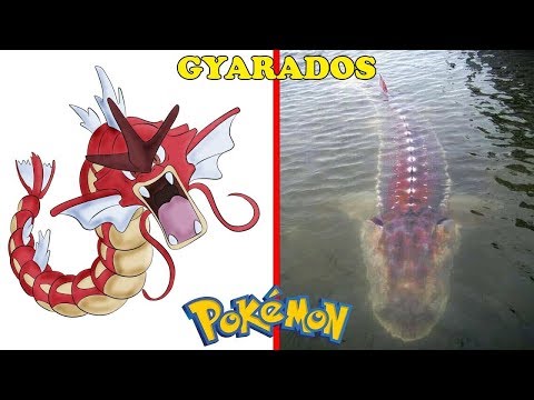 Yakalanmış 20 Gerçek Pokemon Türü