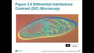 BIO 220 Chapter 3 - Microscopy