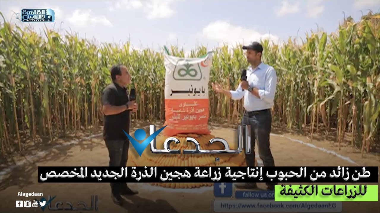 طن زائد من الحبوب إنتاجية زراعة هجين الذرة الجديد المخصص للزراعات الكثيفة