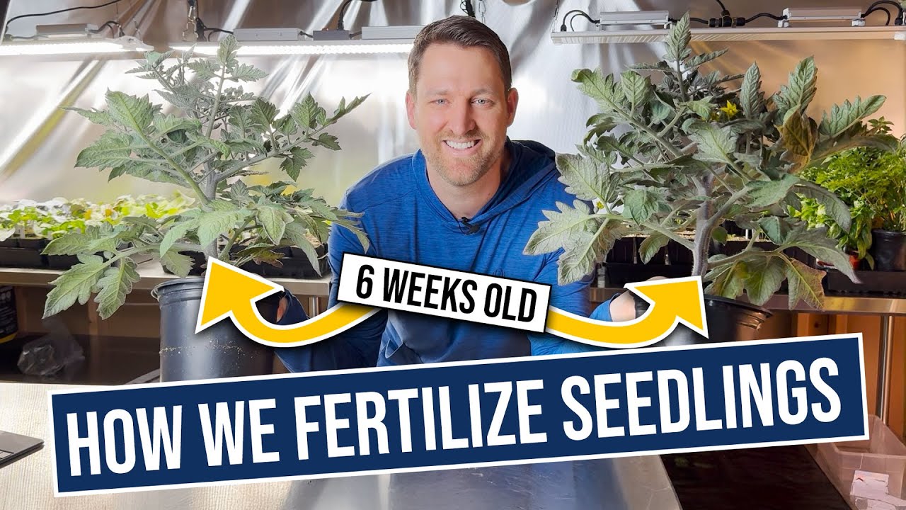 How we fertilize seedlings: try our foolproof method!