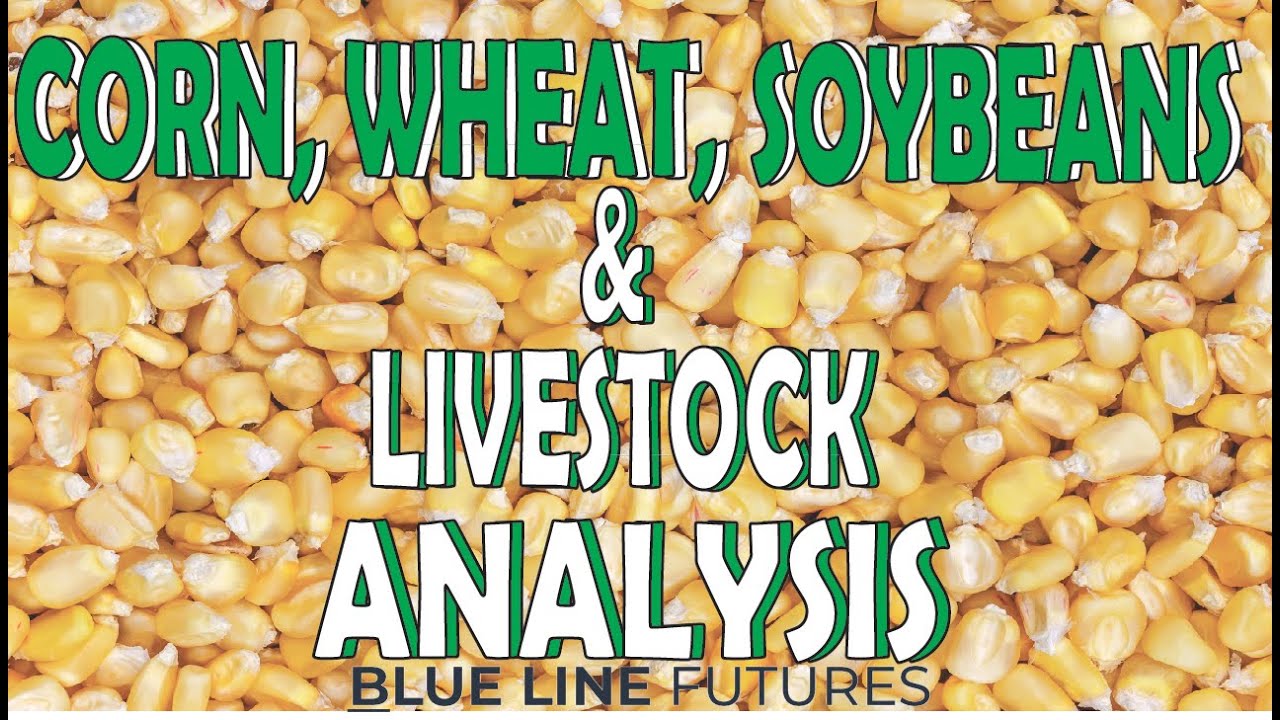 Corn, Soybean, Wheat, Lean Hogs & Live Cattle Analysis | Tech Talk | Oliver Sloup  Blue Line Futures