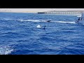 Dolphins near Marsa Mubarak, Red Sea, Egypt