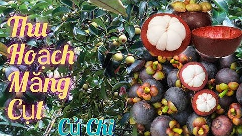 Thu Hoạch Măng Cụt | Vườn Măng Cụt Củ Chi |Măng Cụt  ngon ngọt.