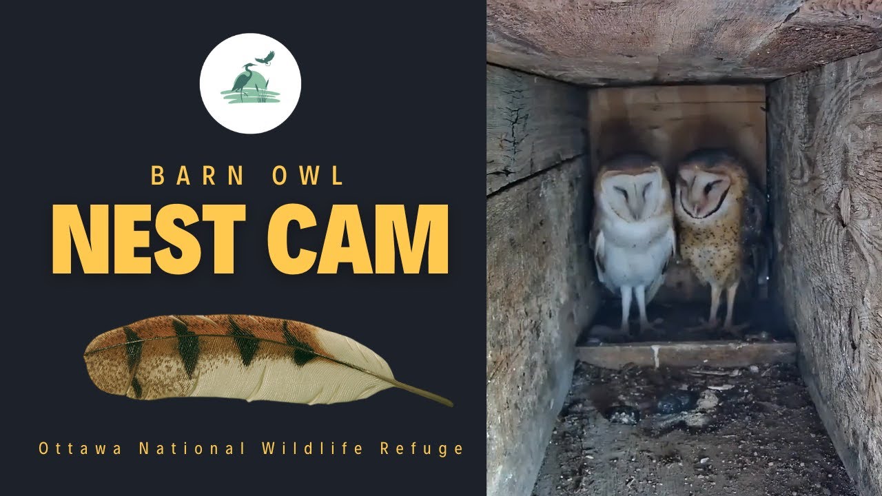 Barn Owl Nest Camera at Ottawa National Wildlife Refuge - YouTube