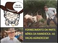 70. FORNECIMENTO DA PARTE AÉREA DA MANDIOCA - AS VACAS AGRADECEM!