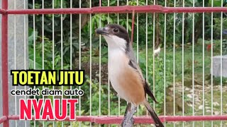 toet toet Suara cendet gacor Pagi Hari pancingan jitu BIKIN cendet diam langsung nyaut ikutan bunyi