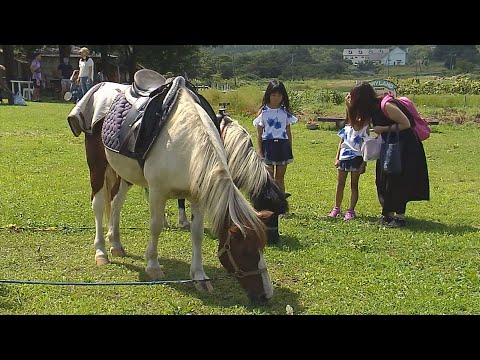 鳥海高原花立で遊ぼう（令和2年8月25日放送）【秋田県由利本荘市】