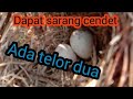 Mikat Sambil Review Sarang Cendet Mp3 - Mp4 Download