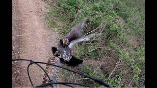 Bird Trouble YouTube